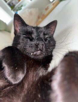 Zwei liebevolle Kater suchen ein neues Für-Immer-Zuhause - Kleve (Nordrhein-Westfalen)
