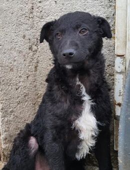 Archie 💗 so froher, aktiver Hundebub - Hamburg