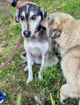 LIEB gelehrig SEHR sozial = CLOONEY ♥️ - München