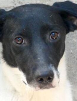 Opal 3 -verspielt und frech- - Oldenburg