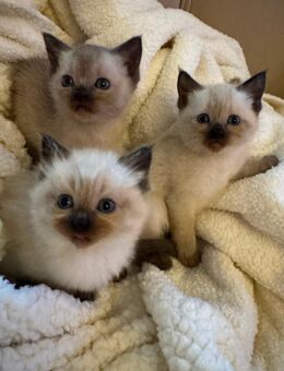 Siam kitten abholbereit - Aachen