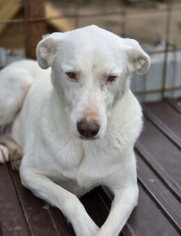 Beauty - sanfte Seele (I) - Ludwigshafen (Rhein)