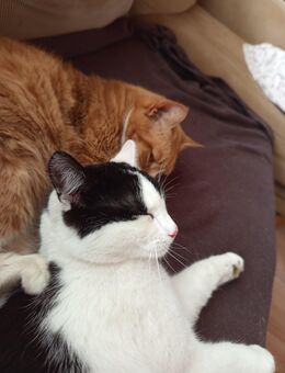 Katzen brüder 1 Jahr alt - Kropp