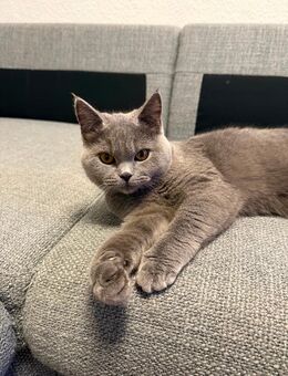 Babykatze „Kitty“ sucht ein liebevolles neues Zuhause - Gera