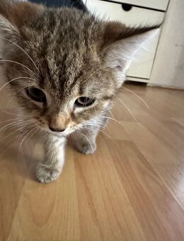 BLH kitten - Mettmann