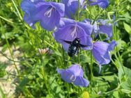 Pfirsichblättrige Glockenblume (Campanula persicifolia) - Horgenzell