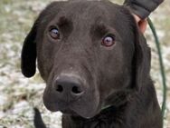 ROMEO sucht Zuhause - Gefrees