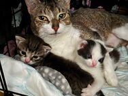 Verspielte Kitten suchen ein Zuhause - Mayen Zentrum