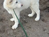 Akita Mix Welpe - Kalbe