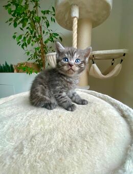 BKH Kitten Junge (m) mit Impfausweis - Bremen