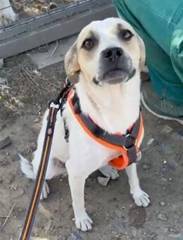 🐾 Lexi sucht ihr Für-immer-Zuhause (C) - Ludwigshafen (Rhein)