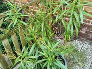 Oleander gelb - Barsinghausen