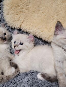 Ragdoll Waldkatze Kitten - Neißeaue