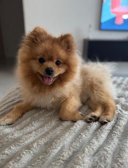 Pomeranian Zwergspitz - Hallgarten (Pfalz)