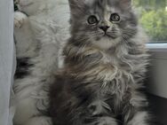 Maine Coon Kitten XXL Reinrasig - Haar