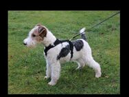 Drahthaar Foxterrier Welpen - Landesbergen