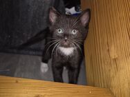 Europäisch Kurzhaar Kitten - Velbert