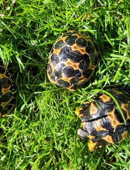 Strahlenschildkröten - Weibchen?, Astrochelys Radiata NZ25 je 490,-- - Mainburg