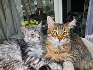 Super verschmustes Maine-Coon / Heilige-Birma-Mix Mädchen sucht liebevolles Zuhause - Northeim