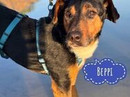 Beppi ein braver Engel - Flörsheim-Dalsheim