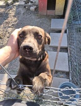 Arthur - Bildschöner Labrador Mischling - Schlitz
