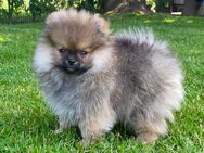 Zwergspitz Pomeranian Welpen mit Ahnentafel - Haltern (See)