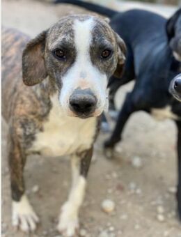 Hope auf der Suche nach ihrem Zuhause - Beckingen