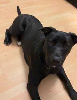 Labrador mix schweren Herzens abzugeben - Wesselburen Zentrum
