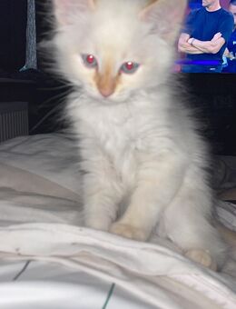 Heilige Birma Kater 3 Monate alt Simon - Gelsenkirchen Erle