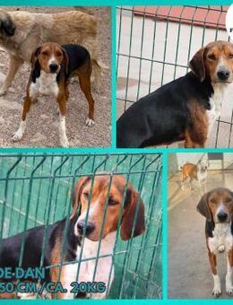 Dan Posavski Gonic Mischling Rüde sucht - Margetshöchheim