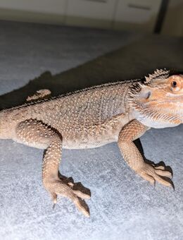 Bartagame weiblich abzugeben - Elsdorf (Nordrhein-Westfalen)