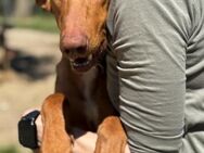 Jerte sucht ein Happy End - Hamburg