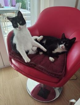 Arturo und Felix (OLC) - Geisenheim