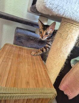 Bengal Kitten reinrassig - Porta Westfalica