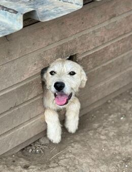 Snowy - verspielte Junghündin - Schlitz