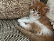 Maine Coon/Perser Mix süße - Schwerin