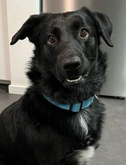 SHADOW - hundeerfahrene sportliche Leute - Kempen