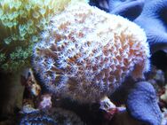 Korallenableger mitr Versand. Pilzlederkorallen - Siegen (Universitätsstadt)