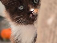 Maine Coon Kater abzugeben! - Duisburg