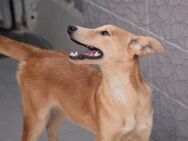 Violeta und Geschwister + Mama Ho - Ludwigshafen (Rhein)