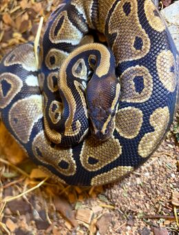 Königspython + Terrarium - Deggendorf