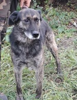BARON WURDE ALLEINE ZURÜCKGELASSEN - Nörten-Hardenberg