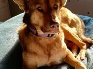 FILOU - Schäferhund Schmusebär - Langen (Hessen)