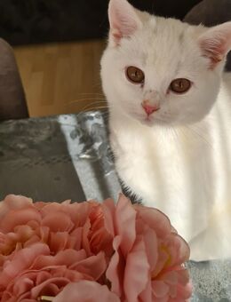 Wunderschöne bkh kitten abgabebereit - Remseck (Neckar)