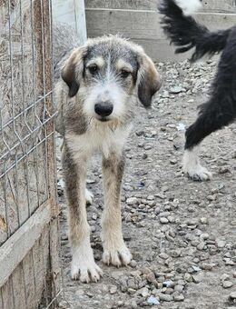 Winnie sucht sein Körbchen und mehr ;) - Mannheim