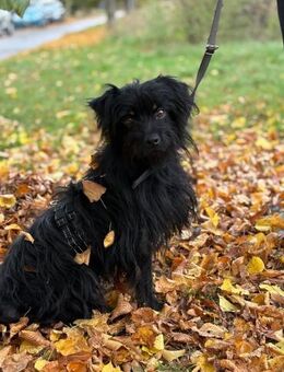 Bommel - kleiner ruhiger Hund 🐕 - Salzwedel (Hansestadt) Zentrum