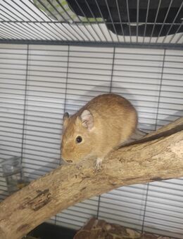 Degu mit Käfig und Zubehör - Rostock