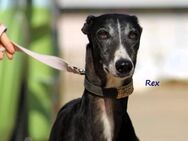 Rex aufgeschlossener Galgo 08/19 ESP - Ruppertsecken