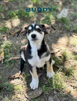 Buddy Welpe sucht seine Familie - Schwaig (Nürnberg)