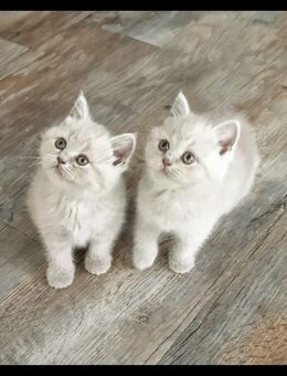 Reinrassige BKH kitten - Lingen (Ems)